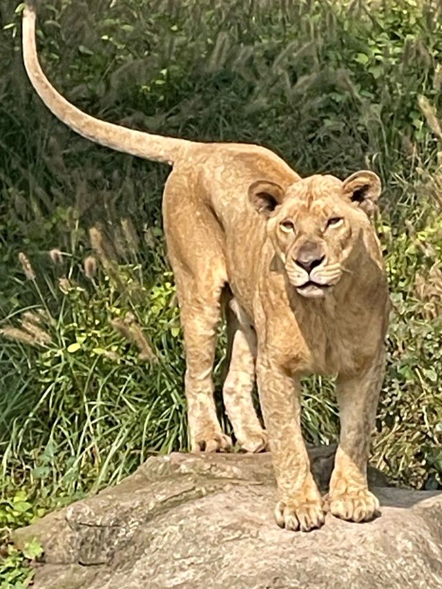 寧波野生動物園一日遊攻略!熊貓控千萬別錯過~ 寧波野生動物園一日遊攻略!熊貓控千萬別錯過~