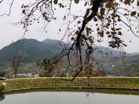 令人驚艷的賞秋之地——中國甜柿第一村