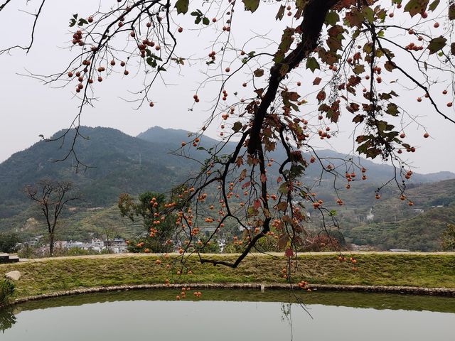 令人驚艷的賞秋之地——中國甜柿第一村 令人驚艷的賞秋之地——中國甜柿第一村