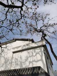 令人驚艷的賞秋之地——中國甜柿第一村