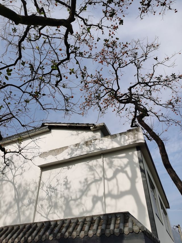 令人驚艷的賞秋之地——中國甜柿第一村 令人驚艷的賞秋之地——中國甜柿第一村