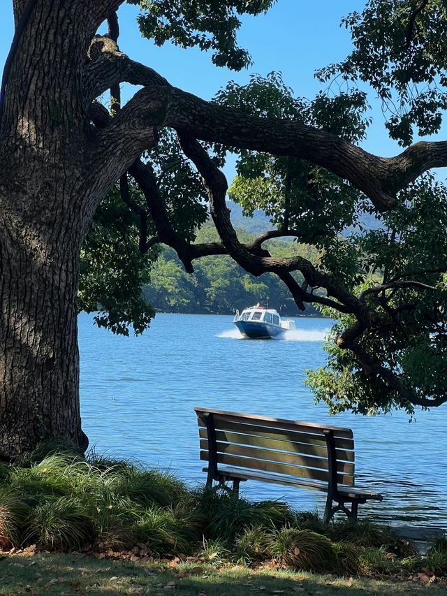 西湖隱世古樹治癒指南