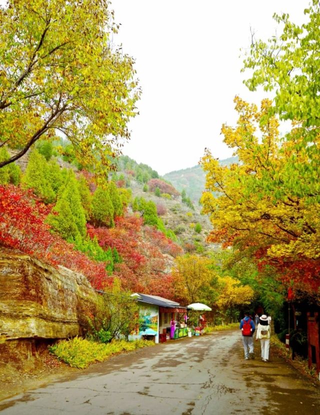 北國秋日仙境!紅葉谷絕美打卡攻略 北國秋日仙境!紅葉谷絕美打卡攻略