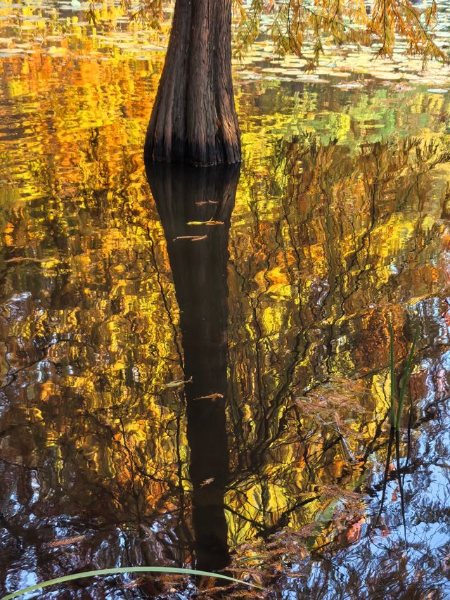 這不是燕雀湖這簡直是大自然的油畫