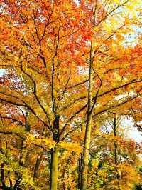 墜入油畫世界明孝陵落羽杉美到封神了