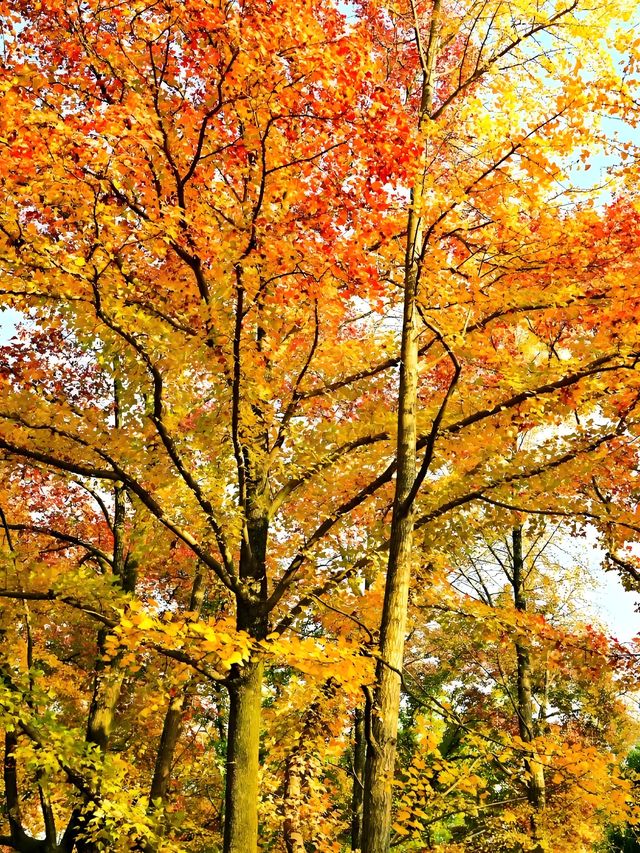 墜入油畫世界明孝陵落羽杉美到封神了