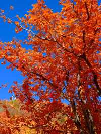 「坡峰嶺紅葉秘境·北京秋日天花板」