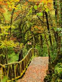 成都周邊賞秋勝地！龍蒼溝彩色幽谷+水上棧道 輕鬆斬獲