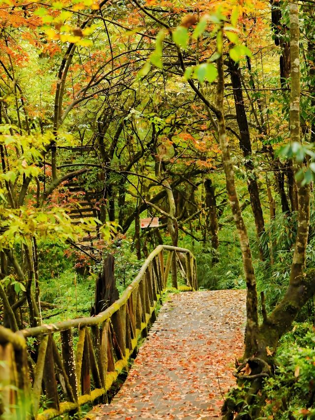 成都周邊賞秋勝地！龍蒼溝彩色幽谷+水上棧道 輕鬆斬獲