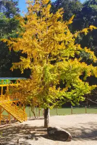 廣東賞秋好去處帽子峰林場賞銀杏攻略