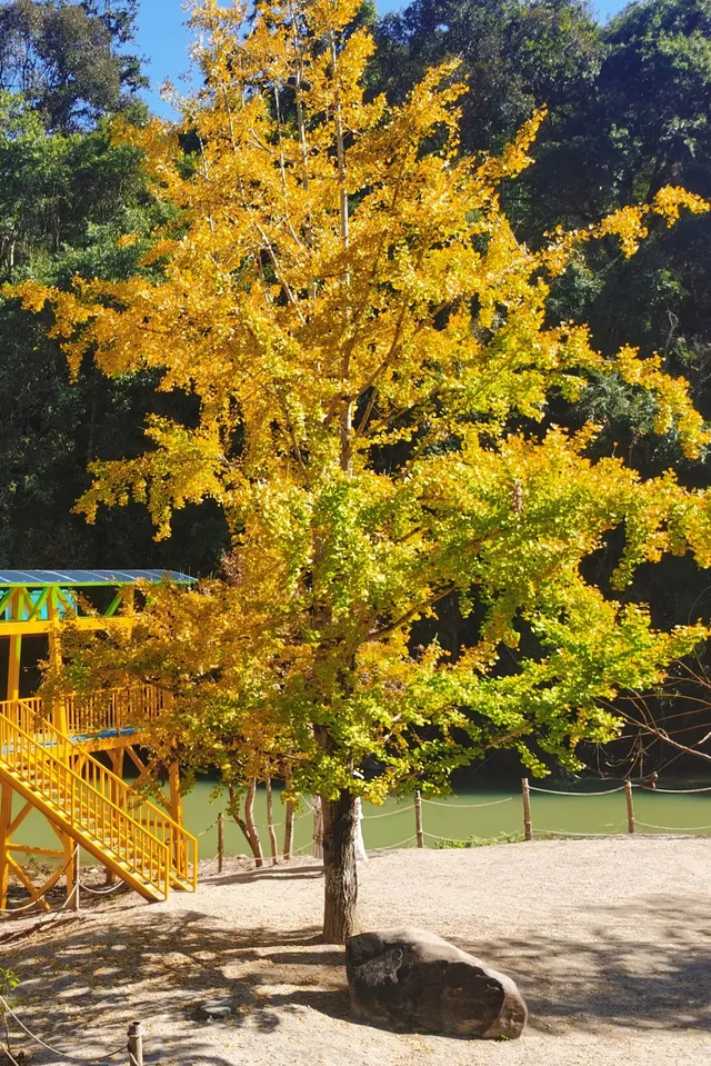 廣東賞秋好去處帽子峰林場賞銀杏攻略 廣東賞秋好去處帽子峰林場賞銀杏攻略