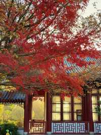 武漢人的私藏拍照聖地堤角公園邂逅初冬浪漫