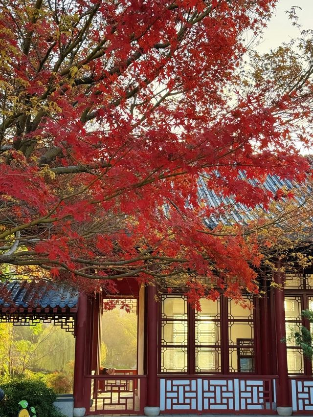 武漢人的私藏拍照聖地堤角公園邂逅初冬浪漫