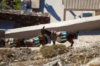 伊亞｜聖托里尼的封面女郎！