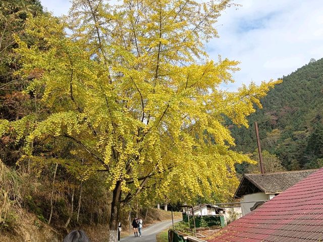 帽子峰林場金黃秋日仙境 帽子峰林場金黃秋日仙境