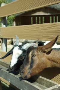 深圳周邊溫泉|不愧是惠州週末爆滿的民宿