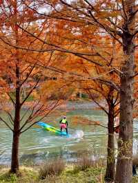 上海賞秋寶藏地三林紅杉林氛圍感拉滿！