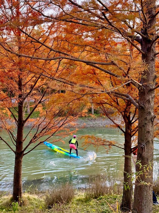 上海賞秋寶藏地三林紅杉林氛圍感拉滿！