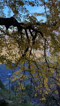 銀杏樹下慢時光,德化丁榮村