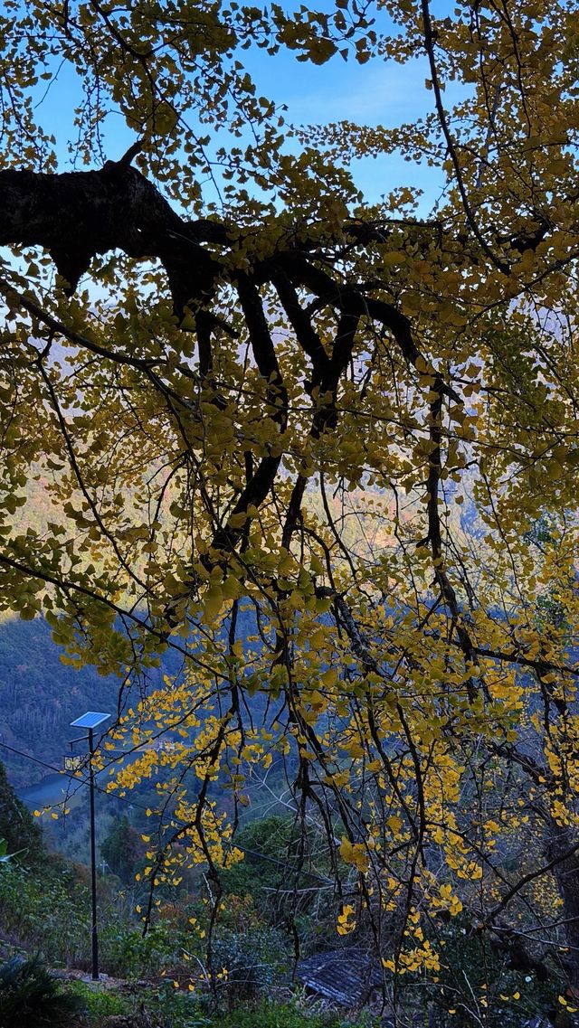 銀杏樹下慢時光,德化丁榮村 銀杏樹下慢時光,德化丁榮村