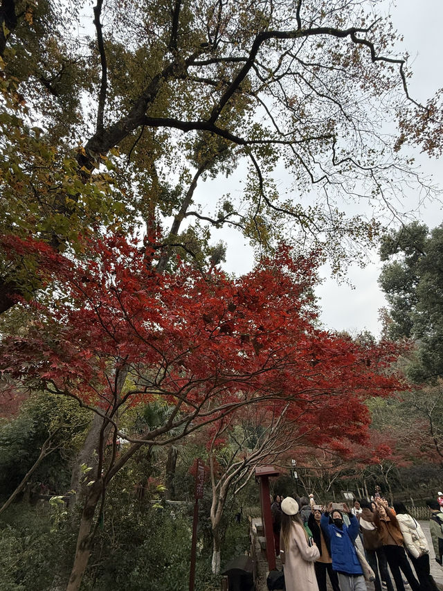 長沙 / 岳麓山景區 長沙 / 岳麓山景區