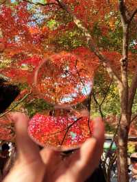 12.6棲霞山實況！！！南京的秋天瘋狂了！！！