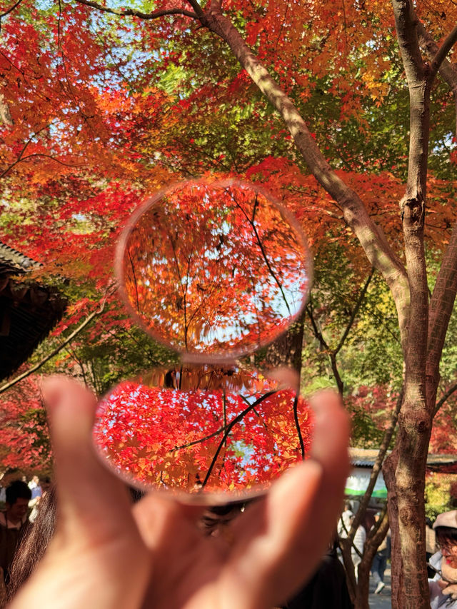 12.6棲霞山實況！！！南京的秋天瘋狂了！！！