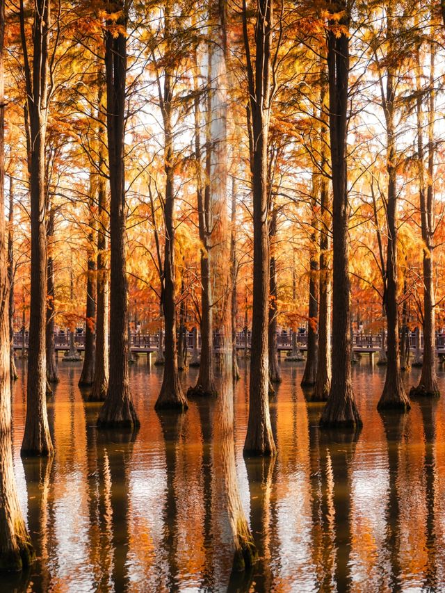 太仙了！夢幻森林，邂逅青西郊野公園的水上童話