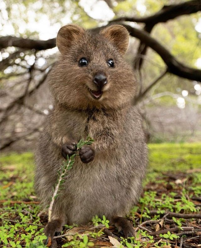 《瘋狂動物城2》新角色是短尾矮袋鼠?! 《瘋狂動物城2》新角色是短尾矮袋鼠?!