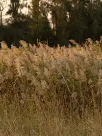 泉州海絲公園|秋天的落羽杉和蘆葦蕩
