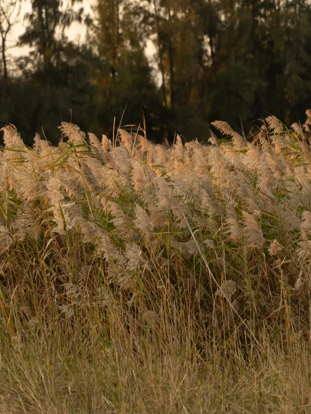 泉州海絲公園|秋天的落羽杉和蘆葦蕩 泉州海絲公園|秋天的落羽杉和蘆葦蕩