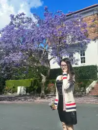 奧克蘭季節限定紫色藍花楹