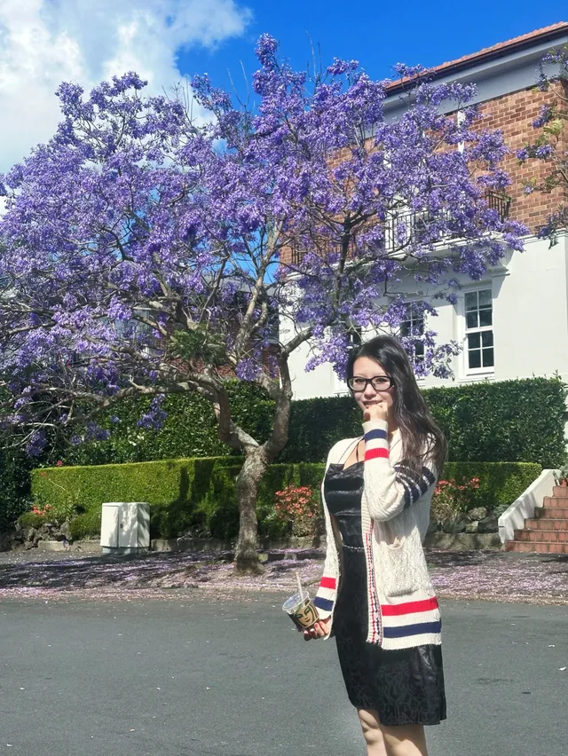 奧克蘭季節限定紫色藍花楹