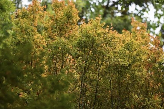 園博秋韻染芳華:欒紅杏黃藏雅趣,暖居伴景度清歡 園博秋韻染芳華:欒紅杏黃藏雅趣,暖居伴景度清歡
