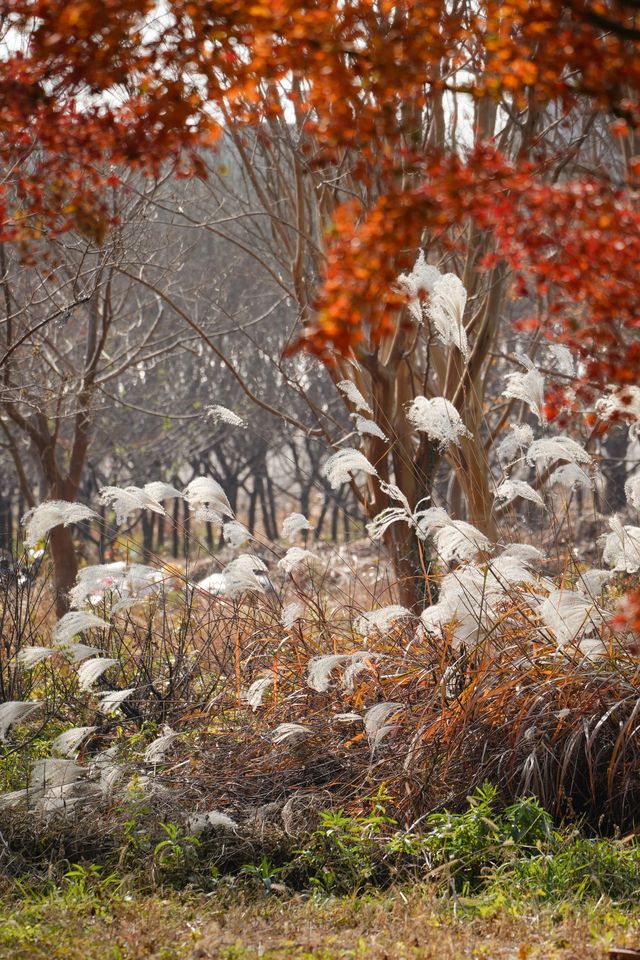別衝日本了!上海金山這片日本了! 別衝日本了!上海金山這片日本了!