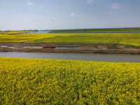 三月限定！阜南王家壩絕美油菜花海等你打卡