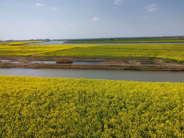 三月限定！阜南王家壩絕美油菜花海等你打卡