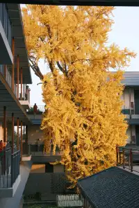 揚州蘇唱街|12月1日下午拍攝,這週得趕緊衝!