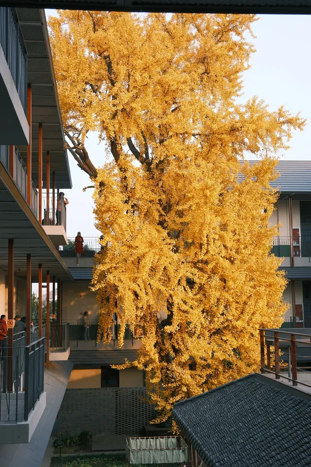 揚州蘇唱街|12月1日下午拍攝,這週得趕緊衝! 揚州蘇唱街|12月1日下午拍攝,這週得趕緊衝!