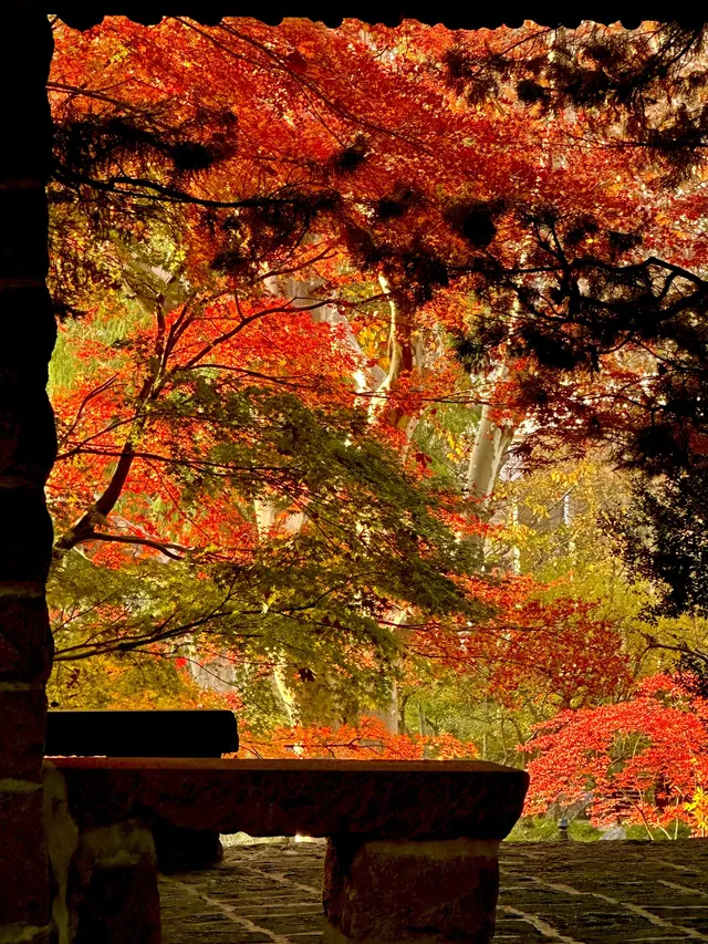 12.5號實拍 | 魯迅公園週末應該會有萬人參觀