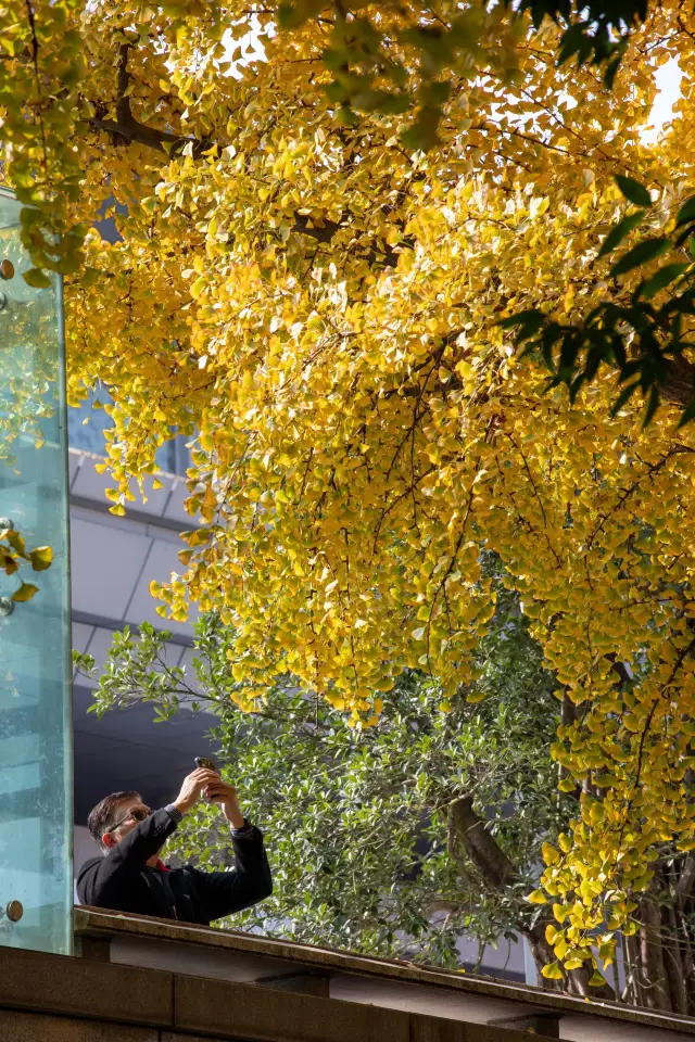 Miss it and wait a whole year | The ginkgo trees at Sichuan Museum have reached their peak