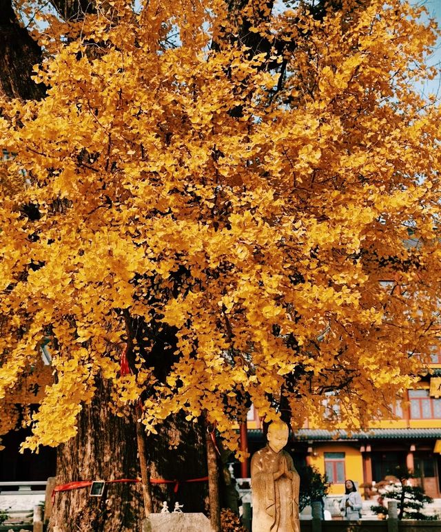 深秋遍地|滬上朱家角|報國寺 深秋遍地|滬上朱家角|報國寺