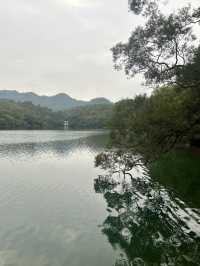 江門隱秘美景森林湖