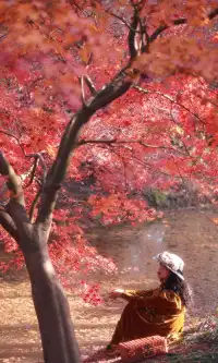 你在人潮擁擠的西湖邊,我在花開海上紅楓自由自在