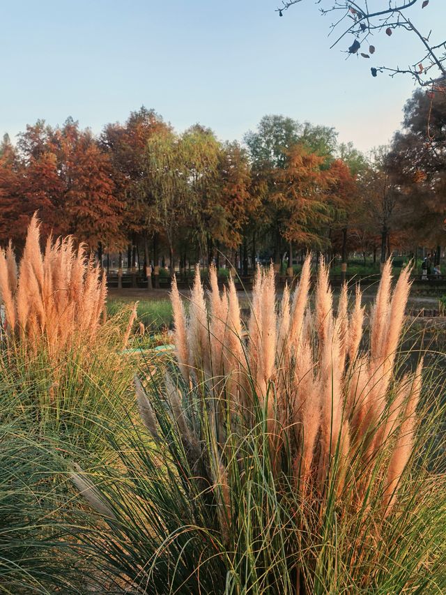 蘆雪搖冬,野趣沔青 蘆雪搖冬,野趣沔青