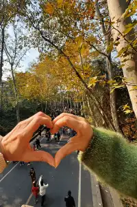 賞秋最美南京|鐘山風景區一天遊