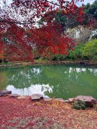 上海秋冬限定!紅杉映金杏賞景全攻略