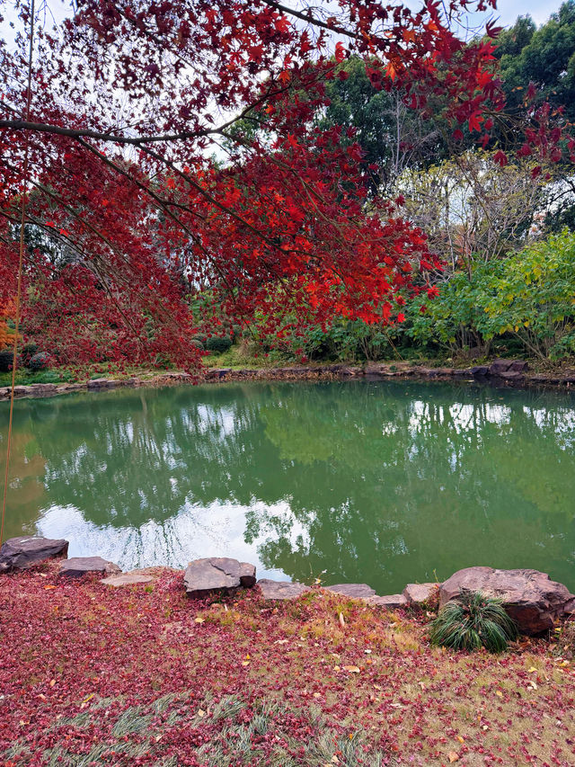 上海秋冬限定!紅杉映金杏賞景全攻略 上海秋冬限定!紅杉映金杏賞景全攻略