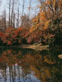 12.6共青森林公園橙黃橘綠時(附路線)