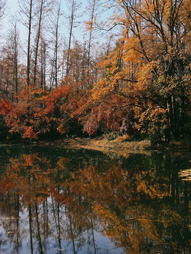 12.6共青森林公園橙黃橘綠時(附路線) 12.6共青森林公園橙黃橘綠時(附路線)